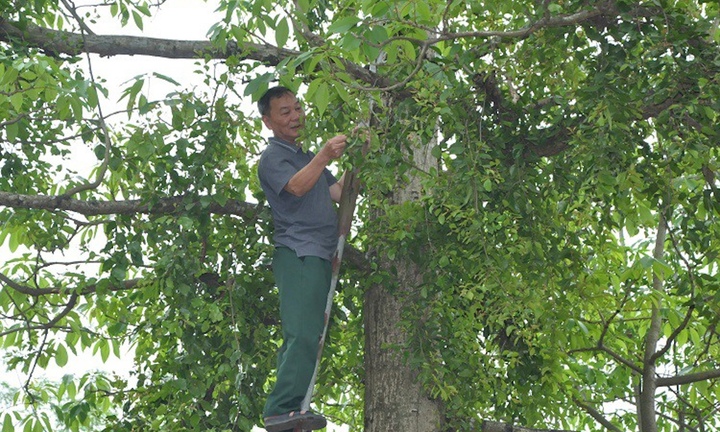 Kỳ lạ kiếm cả tỷ đồng mỗi năm nhờ hái loại lá sống bám trên cây gạo