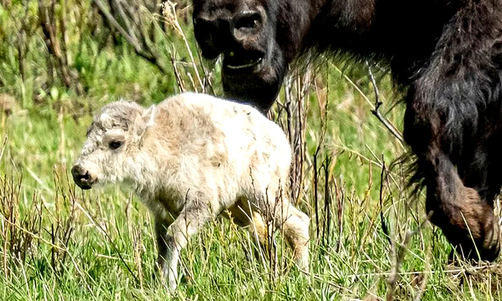 Con bê trắng 'ứng nghiệm lời tiên tri' được bộ lạc da đỏ Mỹ tôn vinh long trọng