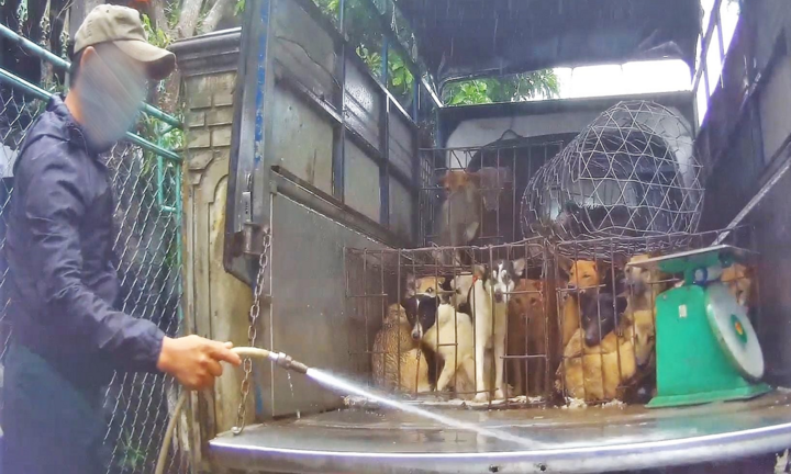 Hà Tĩnh - 'nút thắt cổ chai' của con đường buôn bán chó mèo bất hợp pháp