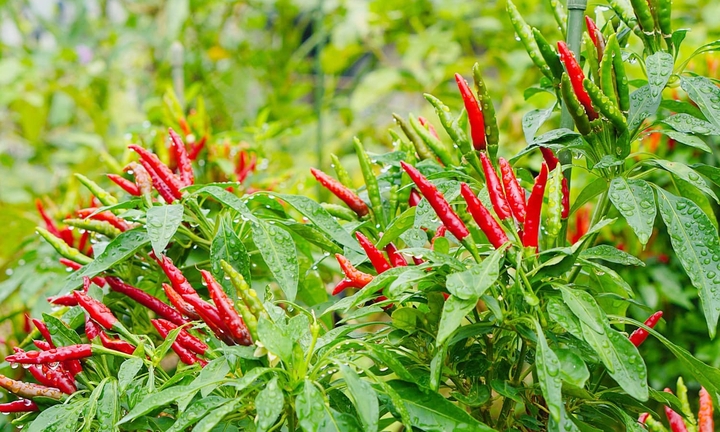 Loại gia vị rẻ tiền nhưng tốt ngang 'thuốc bổ', giúp cải thiện tim mạch