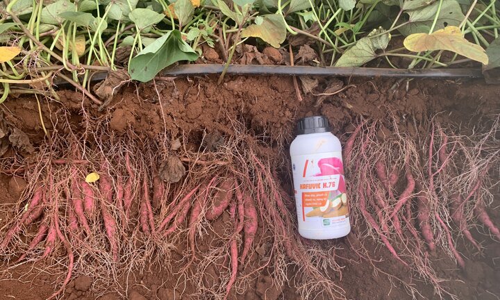 Kỹ thuật chăm sóc khoai lang cho năng suất cao