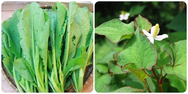 5 loại rau là 'vua' thải độc gan