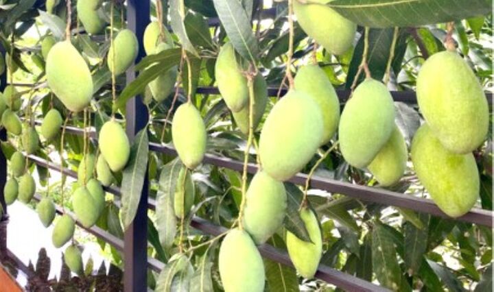 Cây nhà hàng xóm mọc lấn sang ranh giới đất nhà mình thì có được tự ý hái quả?