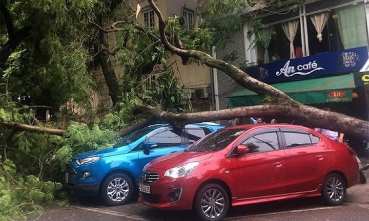 Lý do không nên đỗ xe dưới tán cây vào mùa mưa