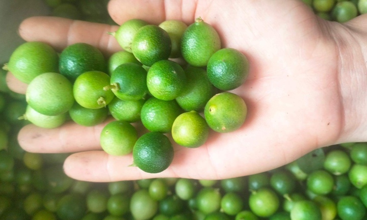 Chanh tí hon lên cơn sốt, cháy hàng liên tục