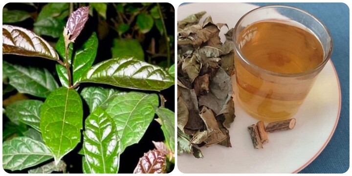 Cách uống nước lá xạ đen tốt cho sức khoẻ