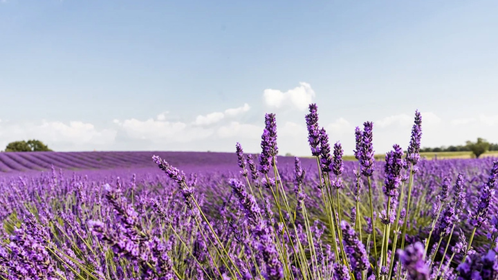 Oải hương khoe sắc tím trên cao nguyên nước Pháp