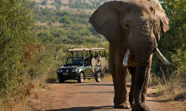 Đùa nhây với đàn voi, người đàn ông chết thảm trước mắt vợ chưa cưới
