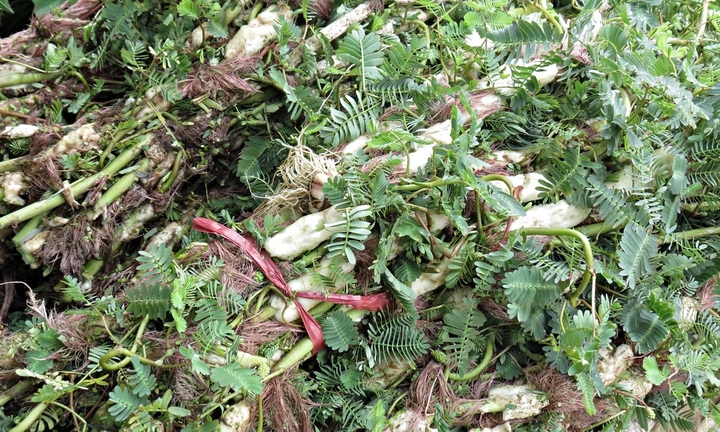 Rau rút chữa được bệnh gì?