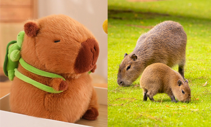 Vì sao chuột Capybara được giới trẻ Việt săn lùng, mê điên đảo?