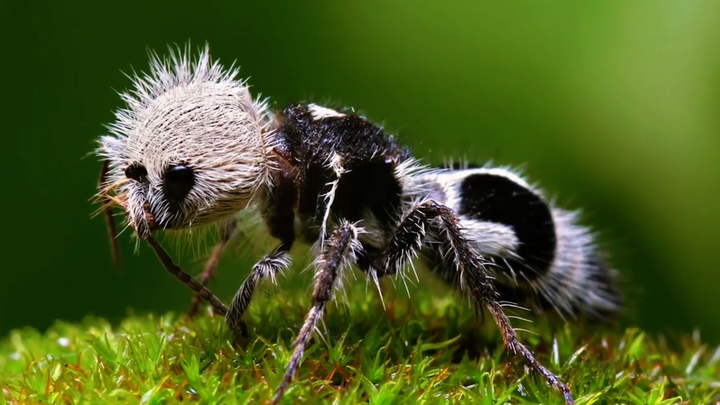 Ong bắp cày sống ký sinh hình dáng giống kiến