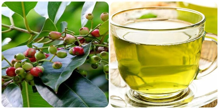 Có nên uống nước lá vối hàng ngày?