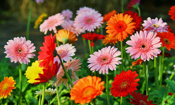 Bài thuốc chữa ho từ hoa đồng tiền