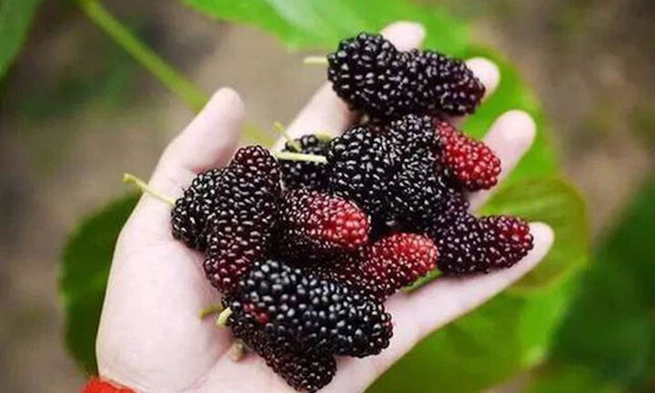 Cách dùng quả dâu chín bồi bổ sức khỏe