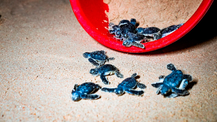 Gần 50 rùa con quý hiếm chào đời trên bãi biển Quy Nhơn 