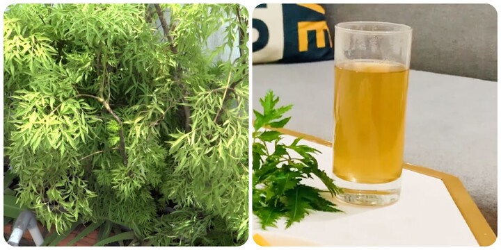 Uống nước lá đinh lăng thường xuyên có tốt cho sức khoẻ?