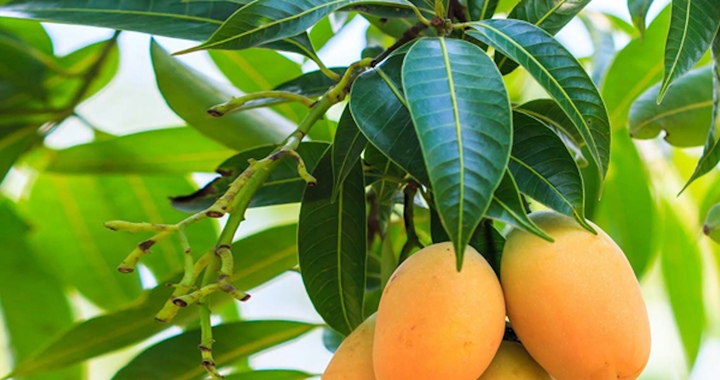 Loại lá tưởng vứt đi nhưng mang lại nhiều lợi ích cho sức khỏe