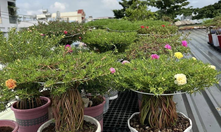 Độc đáo bonsai hoa mười giờ có giá lên tới cả triệu đồng