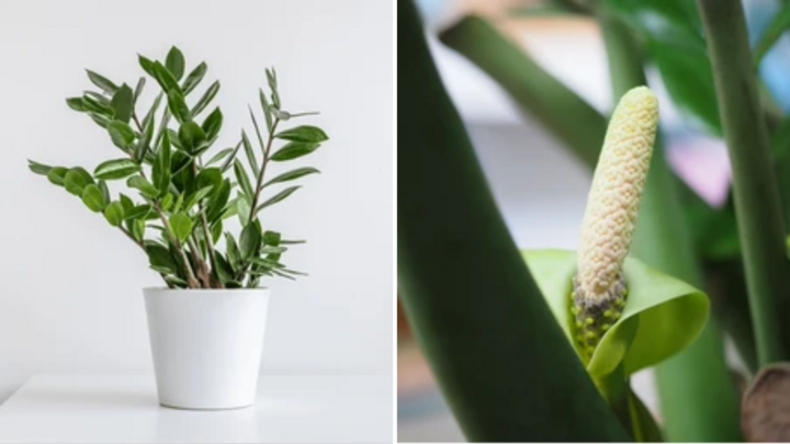 Cây kim tiền ra hoa có ý nghĩa gì trong phong thủy?