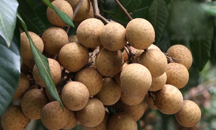 Loại quả đang vào mùa là vị thuốc quý trị nhiều bệnh