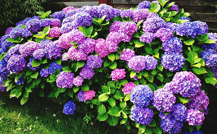 4 loại cây 'mê' giấm, thỉnh thoảng cho một chén là hoa nở kín cành