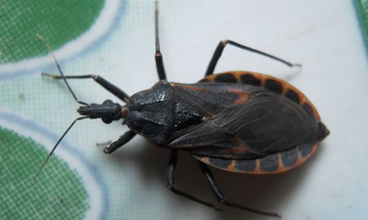 Co giật giữa đêm sau khi ăn bọ xít xào rau