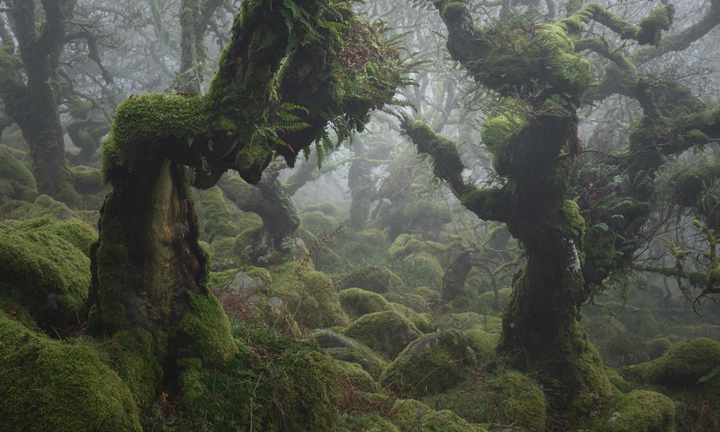 Khám phá cánh rừng sồi nguyên sinh phủ đầy rêu như truyện cổ tích 