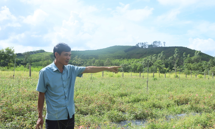 Nông dân Hà Tĩnh thoát nghèo nhờ trồng sâm bố chính