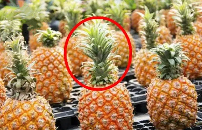 Cách chọn dứa ngọt lịm, mọng nước chỉ cần nhìn vào 4 điểm này