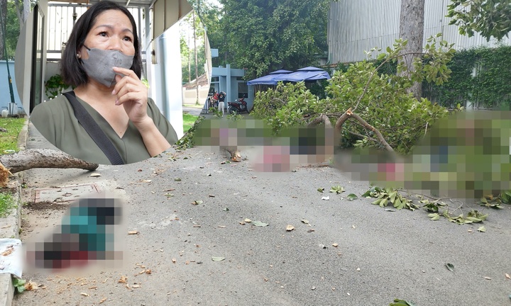 TP.HCM: Nhân chứng kể cảnh cành cây rơi đè chết người ở công viên Tao Đàn