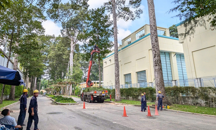 Cành cây rơi đè chết 2 người: Chủ tịch TP.HCM yêu cầu xác định trách nhiệm
