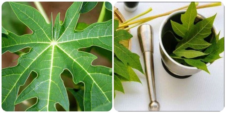 Lá đu đủ có công dụng gì?