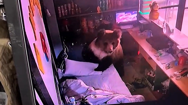 Gấu hoang đột nhập khách sạn tìm thức ăn, nam nhân viên nhanh trí thoát ra ngoài