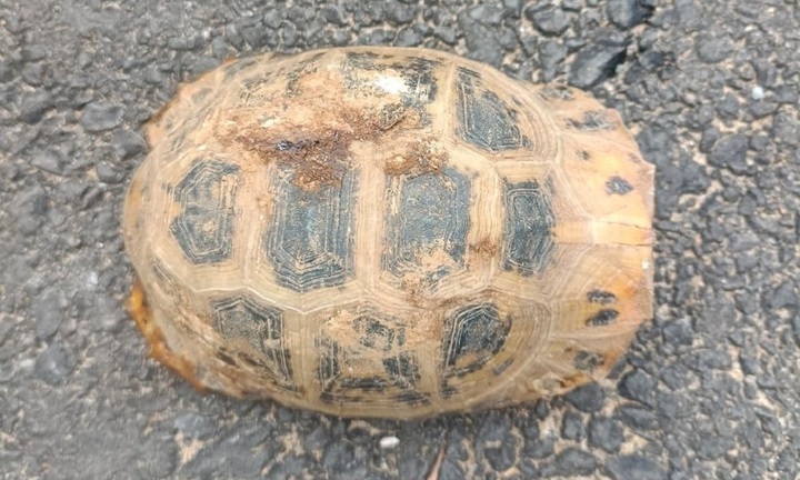Phát hiện rùa núi vàng quý hiếm ở Hà Tĩnh