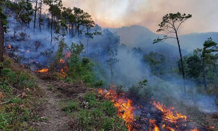 Quảng Bình lại tiếp tục xảy ra cháy rừng gần nhà dân