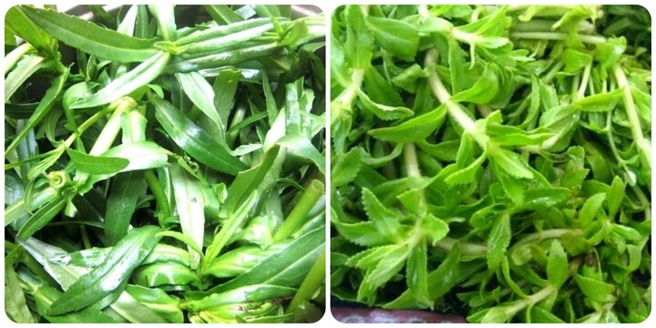 Cây rau ngổ chữa bệnh gì?