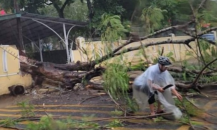 Mưa lớn, cây phượng bật gốc đè sập tường rào một trường học ở TP Huế
