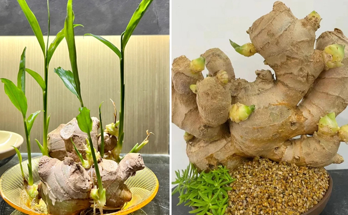 Cách trồng gừng bonsai ở văn phòng, vừa hợp trend vừa tốt cho sức khỏe
