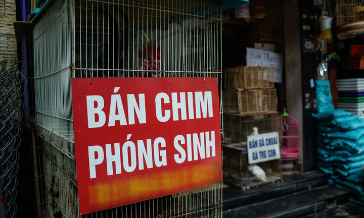 Những con chim phóng sinh không thể bay và sự tàn nhẫn của con người