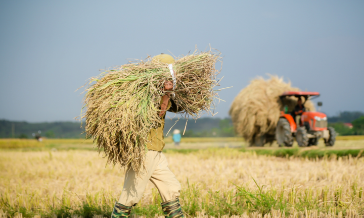 Đang định giá tín chỉ carbon với mức giá 20 USD, không thu được sẽ lỗ