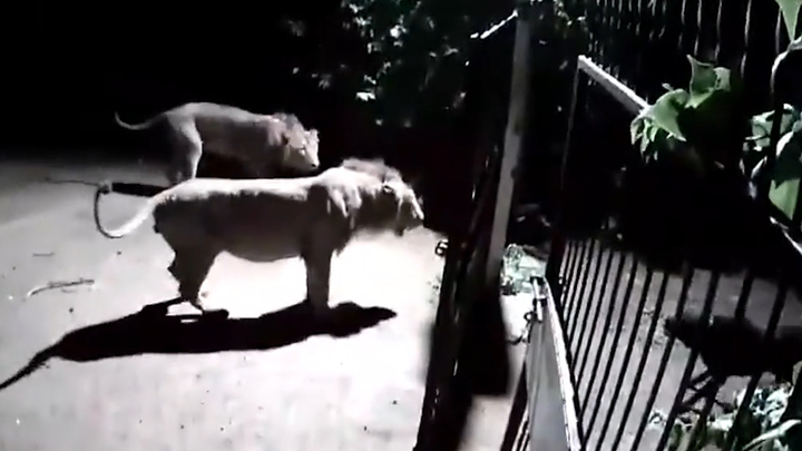 Bảo vệ gia chủ, đàn chó hợp sức chiến đấu với sư tử 