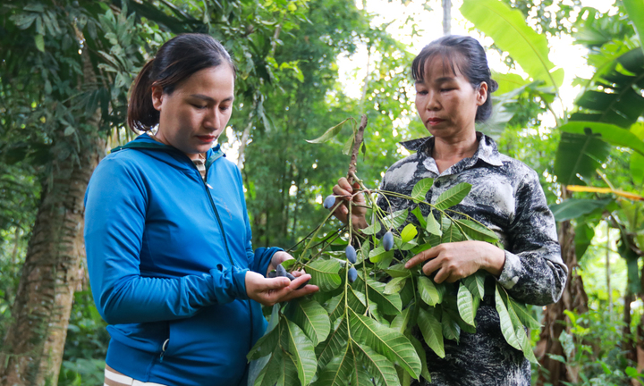 Loại quả ví như ‘vàng đen’ ở Hà Tĩnh mất mùa chưa từng có