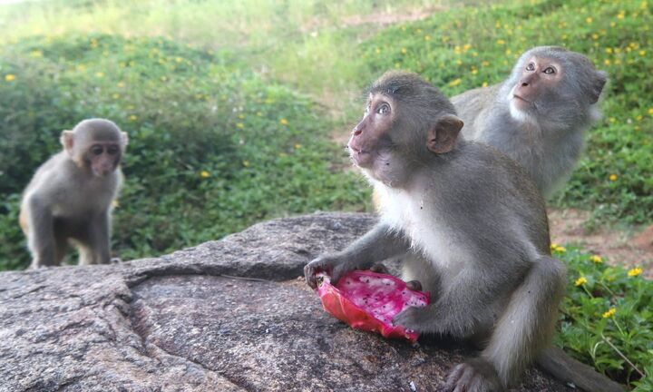 Đàn khỉ trên núi Sơn Trà tràn xuống đường giật đồ ăn, tấn công du khách