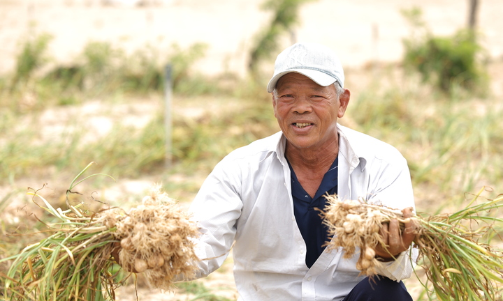 Đồng hành cùng bà con nông dân, Nam Ngư quảng bá đặc sản tỏi Lý Sơn