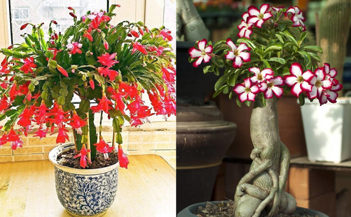 4 loại cây càng lười chăm sóc càng ra hoa kín cành