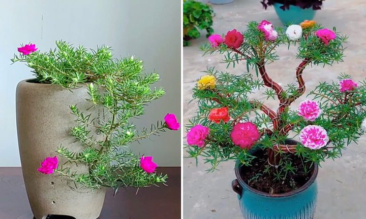 Biến loài hoa mọc như cỏ dại thành cây bonsai sang chảnh