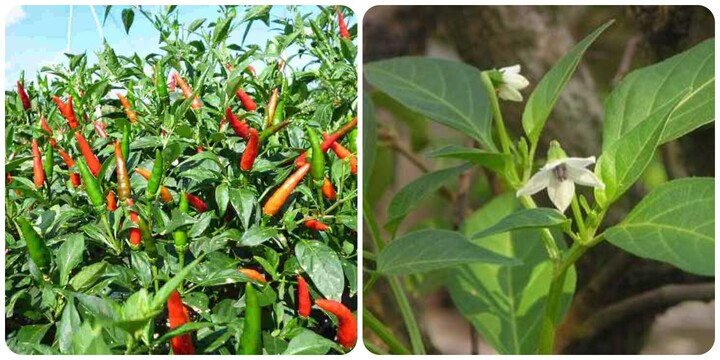 Những người không nên ăn lá ớt