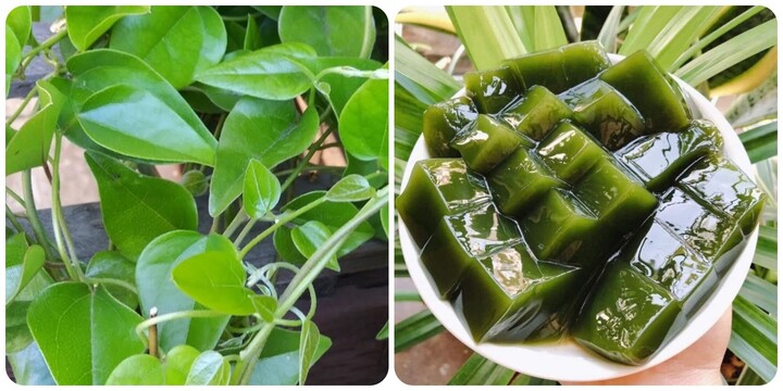 Bác sĩ chia sẻ những lợi ích tuyệt vời của lá sương sâm