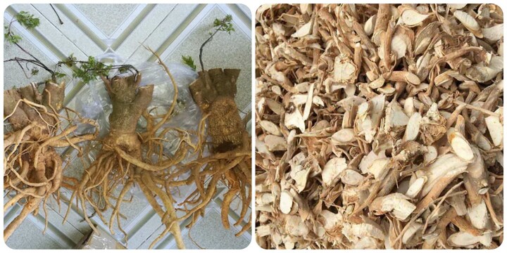 Một số bài thuốc chữa bệnh từ rễ cây đinh lăng