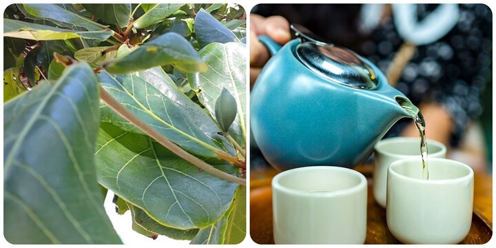 Lá bàng có tác dụng gì với sức khoẻ?